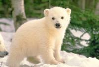 The Polar Bear